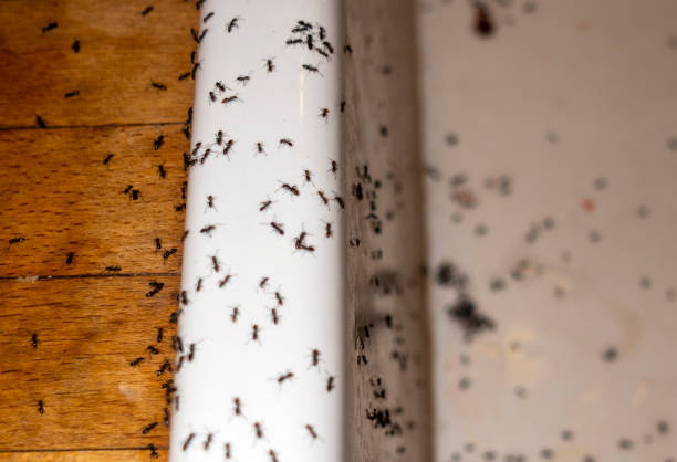 Best Insect Control  in Corvallis, MT