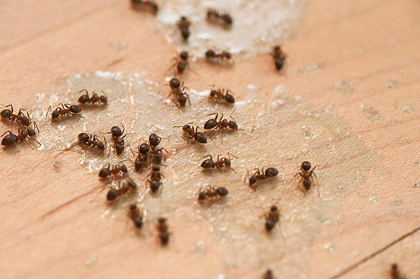 Best Insect Control  in Corvallis, MT