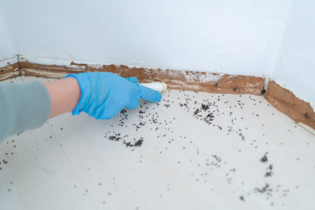 Best Flea Control Services  in Corvallis, MT